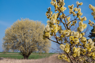 Salix caprea - Chatons