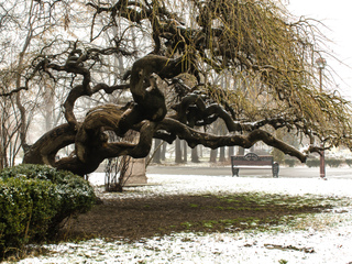 Salix matsudana 'Tortuosa'