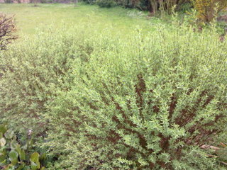 Salix purpurea nana