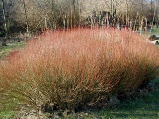 Salix purpurea - Rameaux colorés en hiver