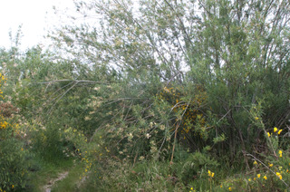 Salix viminalis