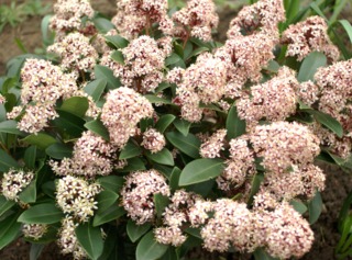 Skimmia japonica 'Rubella'
