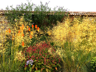 Stipa gigantea dans un massif de vivaces