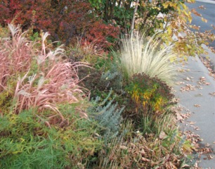 Graminée (Stipa tenuissima) et vivaces en automne