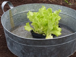 Trempage des mottes dans un bassine