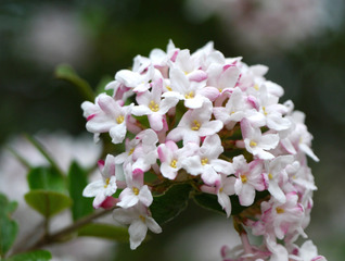 Viorne de Burkwood - Fleurs