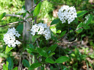 Viburnum x burkwoodii