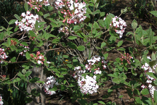 Viburnum x burkwoodii 'Mohawk'