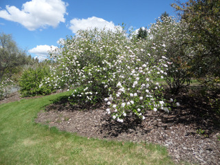 Viburnum x burkwoodii, Viorne de Burkwood