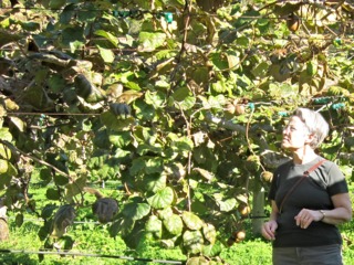 Actinidia en automne