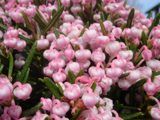 Andromeda polifolia 'Compacta'