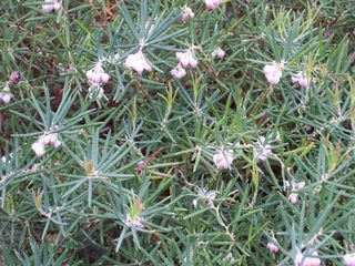 Andromeda polifolia