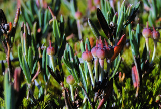 Andromeda polifolia - Fruits en été