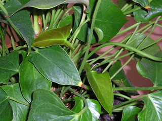 Anthurium - Feuillage