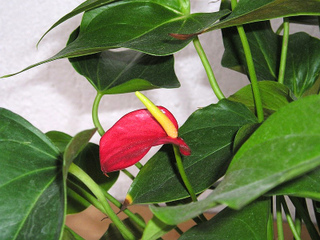 Anthurium scherzerianum