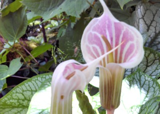 Arisaema candidissimum
