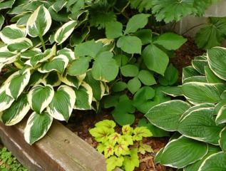 Hosta, heuchère et Arisaema triphyllum (centre)