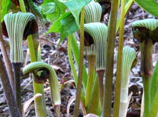 Arisaema ringens