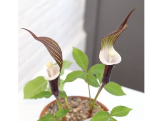 Arisaema sikokianum en pot