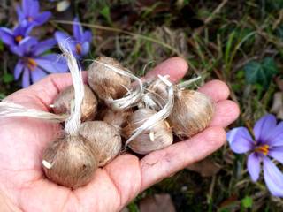 Bulbes de crocus sativus
