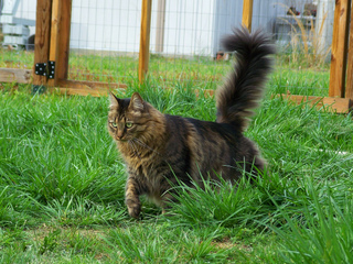 Chat aux aguets