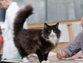 Chat détendu