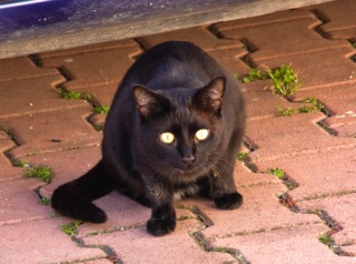 Chat prêt à jouer