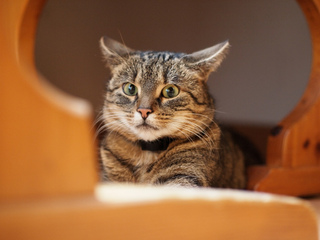 Chat effrayé (oreilles couchées, pupilles dilatées)