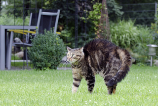Chat effrayé ou simplement surpris ?