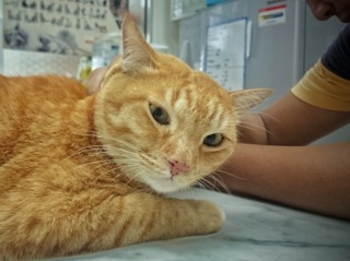 Vaccin chez un chat adulte