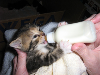 Chaton : repas au biberon