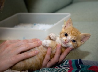 Massage du ventre d'un chaton après le biberon