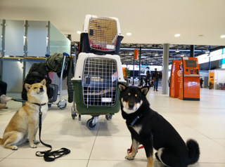 Chiens et cages de transport pour voyager en avion