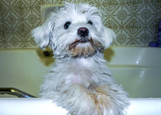 Chien prêt pour le bain