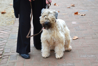 Chien marchant au pied