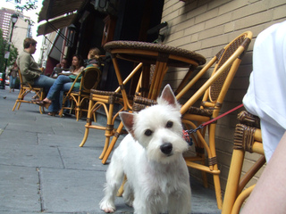 Chien à la terrasse d'un café