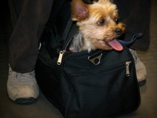 Transport d'un petit chien dans un sac