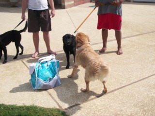 Chiens : apprentissage de la sociabilité