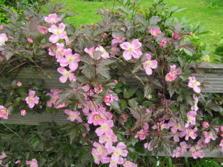 Clematis montana
