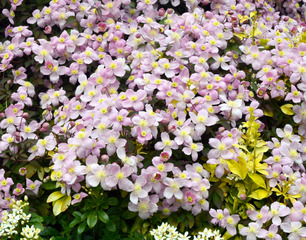 Clematis montana, clématite à petites fleurs