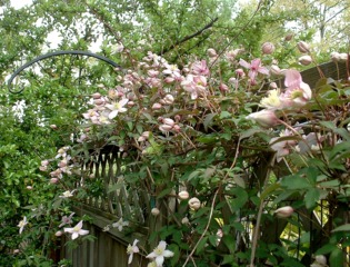Clematis montana grimpant sur une clôture