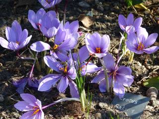 Floraison de crocus safran au jardin