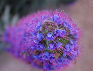 Echium candicans - Détail des fleurs