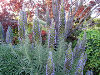 Echium candicans