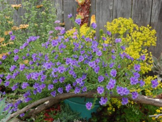 Echium plantagineum