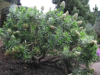 Echium vulcanorum