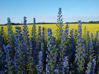Echium vulgare