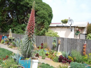 Echium wildpretii 'Tower of Jewels'