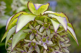 Eucomis bicolor - Fleur