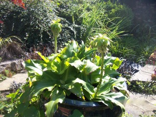 Eucomis bicolor en pot